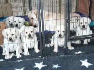 Puppies