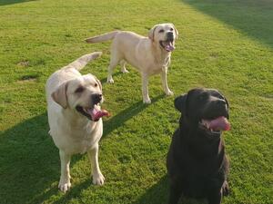 Thyme and Her Sisters