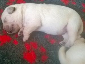 Roslieve Puppy