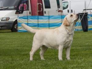 Sh Ch Roslieve Main Attraction CW'17