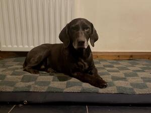 Rannoch 13yrs old