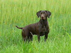 Rannoch (Mother)