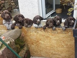 Pups 8 wks old