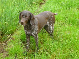 Breeze Summer 2012