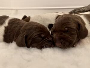 Sleeping pups