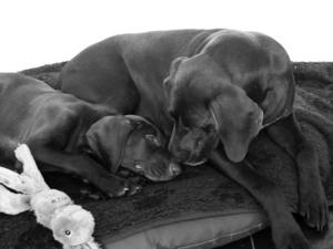 Rannoch with Torridon as a pup