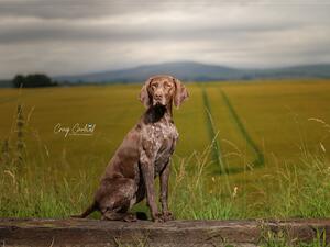 Teasel