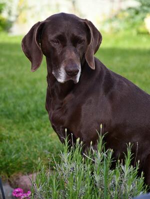 Rannoch
