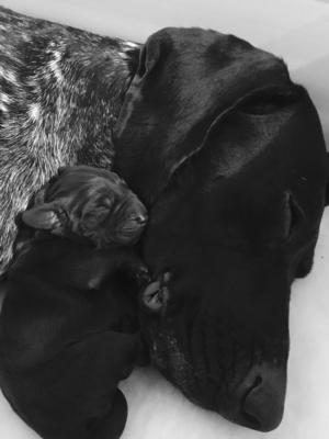 Esse and pup