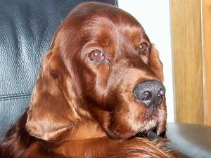 Logan