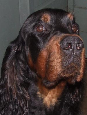 Preston sire of the puppies.