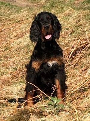 7 Month old Eva from a previous litter