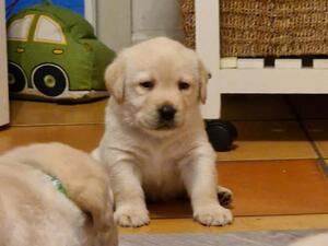 Ryder 4.5 weeks