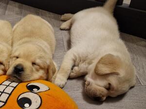 Rocky and Ryder 5 weeks