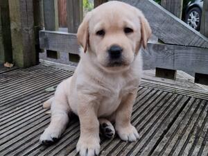 Ryder 6 weeks