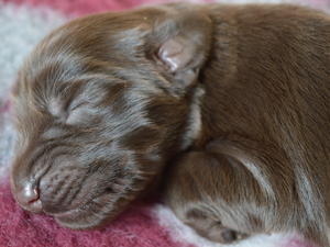 Liver puppy @ 4 days old