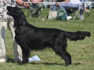 Elmstock Thyme to Dream 'Freddie'