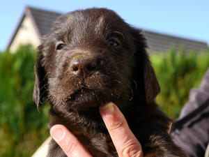 Liver bitch pup available