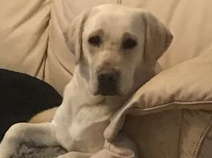 Lily