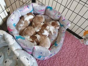 Laras puppies