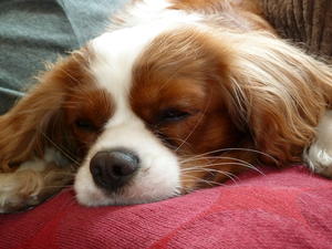 Molly