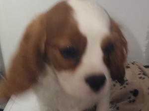 Puppy