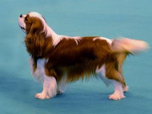 Corey standing at Crufts