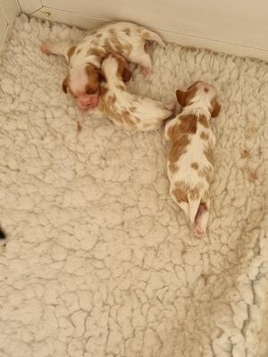 Betty's pups