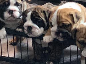 Previous Litter