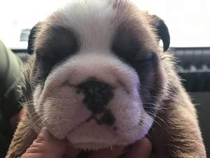 Previous Litter