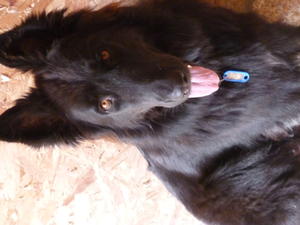 Willow