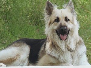 Merlin