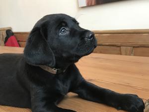 Previous Puppy from Millie