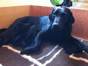 With her pups