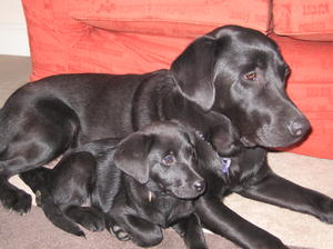 Dellan Delape as a puppy