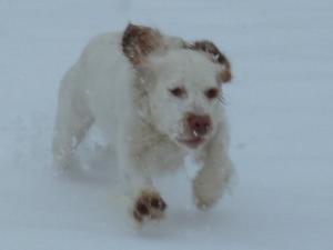 Sophie in the snow