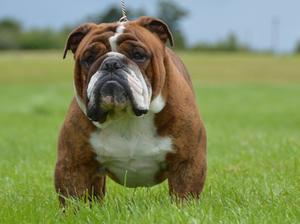 Nobozz Hercules