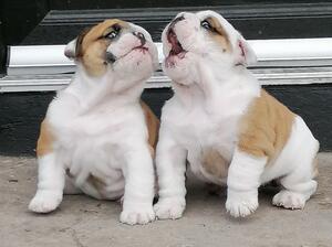 Mouthy Brats