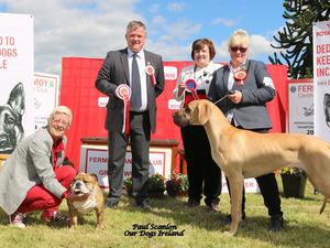 Puppy Group Winner & 4th BPIS @ Fermoy 2019