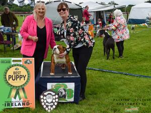 Best Puppy @ BCOI Club Show 24