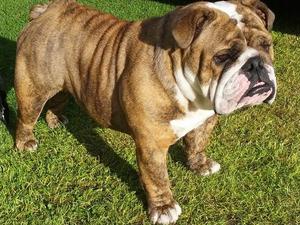 Multi CH Edstrong Diamond Jubilee