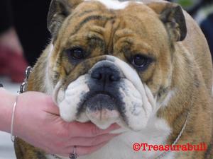 Best Puppy Bitch @ Belfast Champ Show 2019
