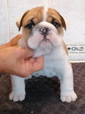 Baby Astra