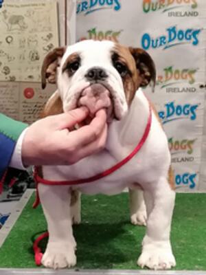 Oscar winning BBPIB @ Xmas Show 2023