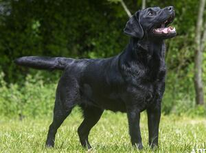 Kaya