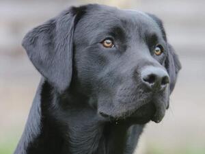 Murphy