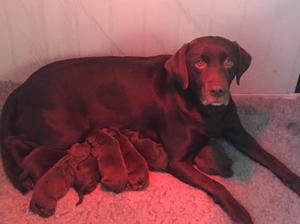 Twig and Pups