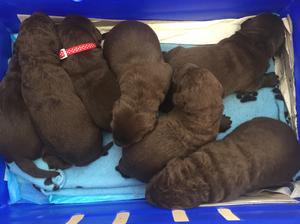 Pups