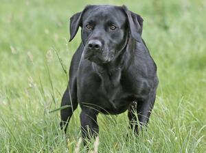 Murphy