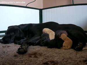 Apple and Pups